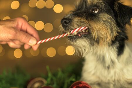 Little Jack Russell Terrier dog is licking a candy cane in front of blurred Christmas background. Candy is held out to him with one hand. Close up.の写真素材