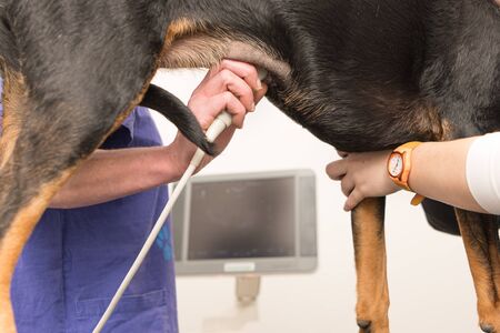 Dog at the veterinarian in the clinic. Vet examines the abdomen with the ultrasound device and looks at the monitor.の写真素材