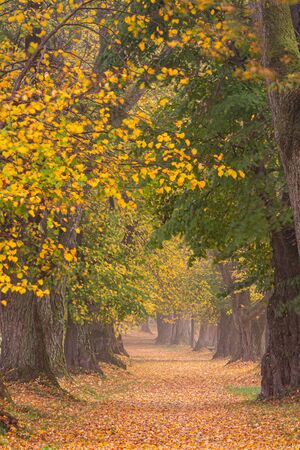 Beautiful lime tree alley in autumn in Germany Bavaria near Mindelheimの写真素材