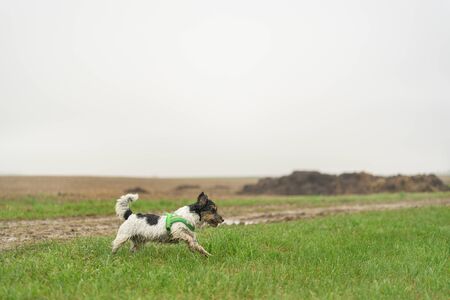 Cute small Jack Russell Terrier, 13 years old. Dog runs with power over a wet meadow in fog and bad weather and has fun.の写真素材