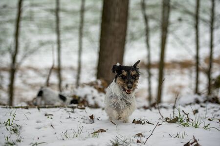 Cute Jack Russell Terrier dog is running over a snowy forest in winter.の写真素材