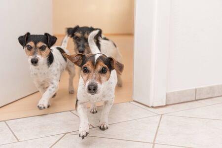 Three cute small cheeky Jack Russell terriers running through an open door in the apartment at homeの写真素材