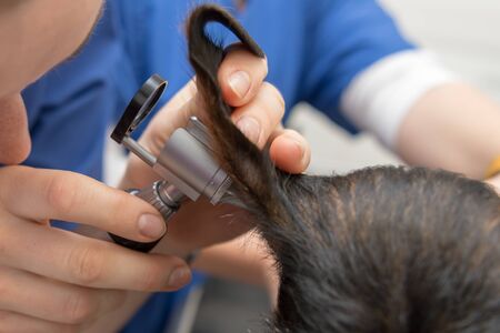 Veterinarian examines the ear of the dog with an otoscopeの写真素材