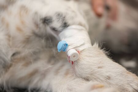 small sick jack russell terrier dog at the vet. Veterinarian prepares the dog for surgery and places a canula to give intravenous medication.の写真素材