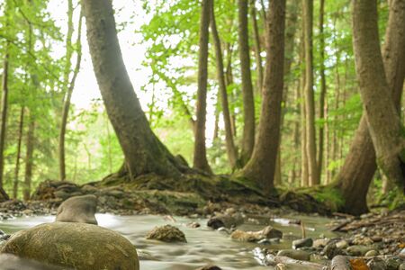 Beauty soft water stream in a green summer forest. Long Exposure.