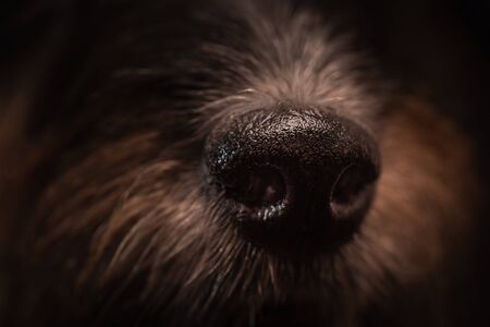 Dog's nose as a close-up. Cute Jack Russell Terrier dog against a black backgroundの写真素材