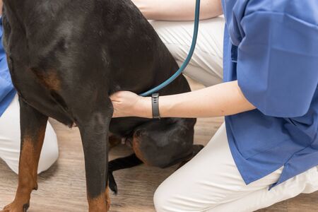 dog examination by a vet doctor with stethoscope in veterinary clinicの写真素材