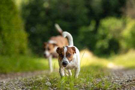 Two cute enchanting dogs are walking together without humans. Little Jack Russell Terrier doggy and...