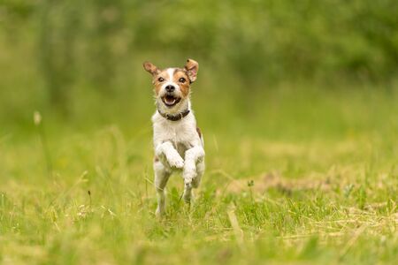 Cute Parson Russell Terrier dog runs over a green meadow in spring