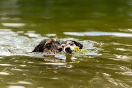 Two cute small Jack Russell Terrier dog friends are swims in water and retrieves a flower im mouth