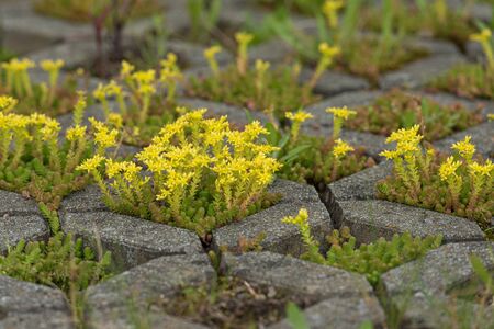 Tiny yellow blooming stonecrop. Latin name Sedum Acreの写真素材