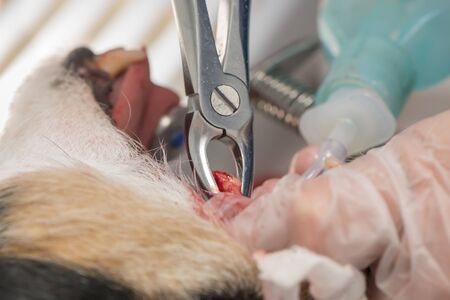 Dentist removes a diseased tooth during an operation. Small Jack Russell Terrier put under anesthesiaの写真素材