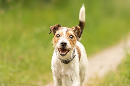 Lovely beauty Parson Russell Terrier dog stands in a green meadow in front of green background an is lookingの写真素材