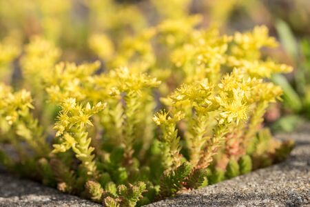 Tiny yellow blooming stonecrop. Latin name Sedum Acre