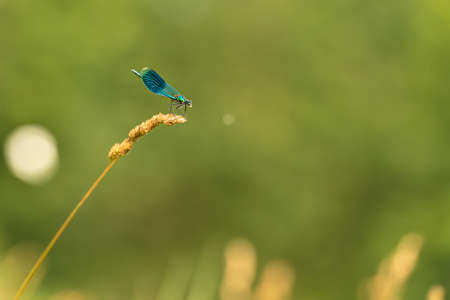 Tiny blue colorful protected dragonfly style sits on a blade of grass in front of blurred...