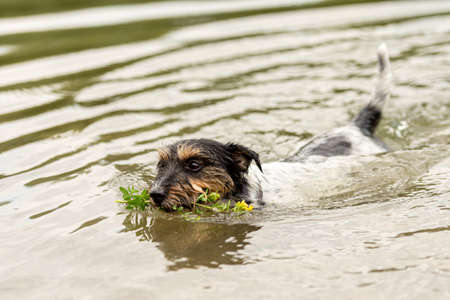 cute small Jack Russell Terrier dog swims in water and retrieves a flower in his mouth