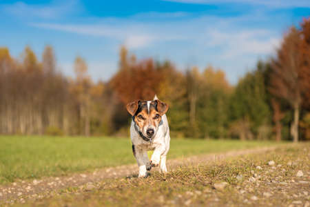 Little Jack Russell Terrier runs joyfully over a road beside the meadow in the autumn seasonの写真素材