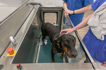 Pet health through prevention. Underwater treadmill.の写真素材