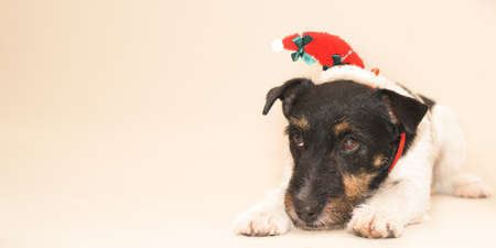 small cute Jack Russell Terrier Christmas dogの写真素材