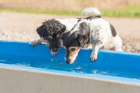 Two cute small thirsty Jack Russell Terrier dogs drinking cold water from a well on a hot summer day