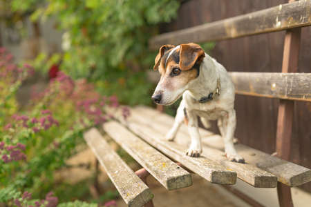 Cute 13 years old Jack Russell Terries dog is standing on a park benchの写真素材