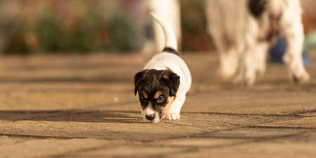 Young little Jack Russell Terrier puppy in the garden.の写真素材