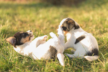 Puppies 6 weeks old playing together in an green meadow. Breed - very small Jack Russell Terrier baby dogsの写真素材