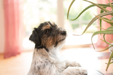 Cut Dog sitting in an apartment and looking at an aloe vera plant. Purebred Jack Russell Terrier 3 years oldの写真素材