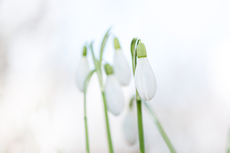 snowdrops in spring photographed in fine art.の写真素材