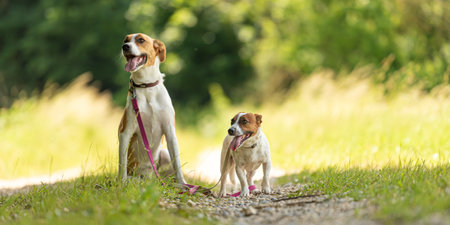 Two cute enchanting dogs are walking together without humans. Little Jack Russell Terrier doggy and a big mongrel houndの写真素材