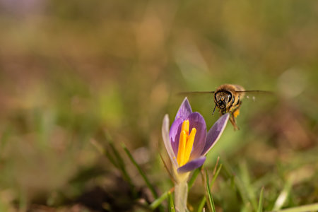 A group of purple crocuses flowers is blooming in spring and a beeの写真素材