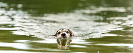 cute small Jack Russell Terrier dog swims in a beauty lakeの写真素材