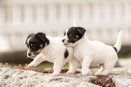 Puppy 6 weeks old playing together. Group of purebred small Jack Russell Terrier baby dogsの写真素材