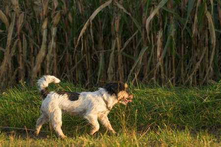 disobedient Jack Russell Terrier Dog has escaped and is running in front of a maize field.の写真素材