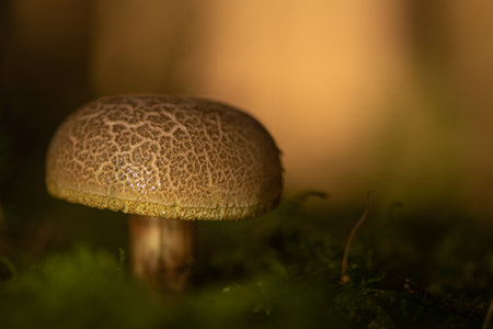 Mushroom in atmospheric surroundings. Latin name xerocomus subtomentosus.の写真素材