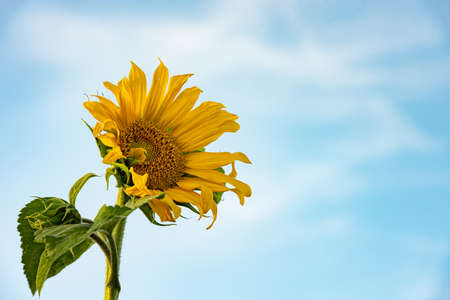 Beauty yellow flowering sunflower in front of blue sky background.の写真素材