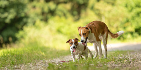 Two cute enchanting dogs are walking together without humans. Little Jack Russell Terrier doggy and a big mongrel houndの写真素材