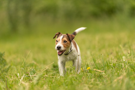 Lovely Parson Russell Terrier dog stands in a green meadow in front of green background an is lookingの写真素材