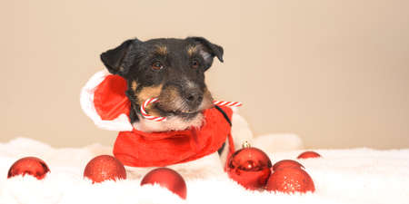small cute Jack Russell Terrier Christmas dogの写真素材