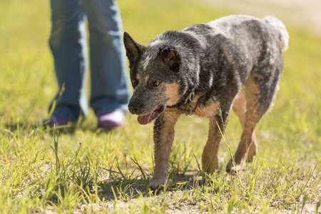 Dog owner goes for a walk with his good Australia Cattle dogの写真素材