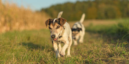 two beauty cute jack russell terriers dogs are walking alone on a path next to corn fields in autumn. both dogs are old 13 and 10 yearsの写真素材