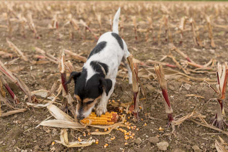 Jack Russell Terrier on a field in season Autumn. Dog eats a corncobの写真素材