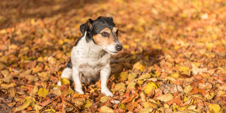 dog in the autumn forest - jack russell terrierの写真素材