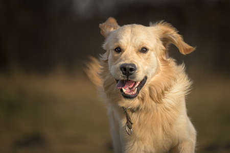 Portrait of a beautiful running golden retriever dog across a meadow in autumnの写真素材