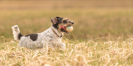 in autums, a cute small Jack Russell Terrier dog running fast and with joy across a meadow with a...