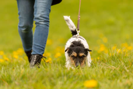 Jack Russell Terrier. Dog handler is walking with his tricolor obedient dog in spring in a green meadow with yellow shining dandelion flowersの写真素材