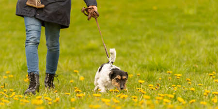 Jack Russell Terrier. Dog handler is walking with his tricolor obedient dog in spring in a green meadow with yellow shining dandelion flowersの写真素材