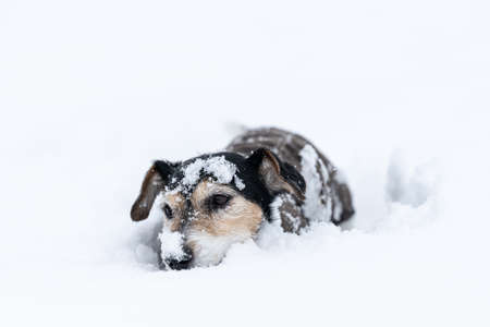 Sad old jack russell terrier dog, 12 years old with protective clothing in nature in winter.の写真素材