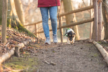 Woman is walking with a small obedient Jack Russell Terrier dog in the autumn forestの写真素材