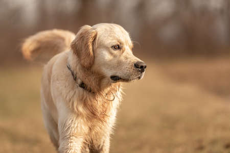 Portrait of a beautiful running golden retriever dog across a meadow in autumnの写真素材